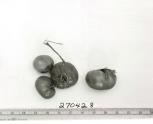 Click for 1 image(s) for this accession. FRUIT